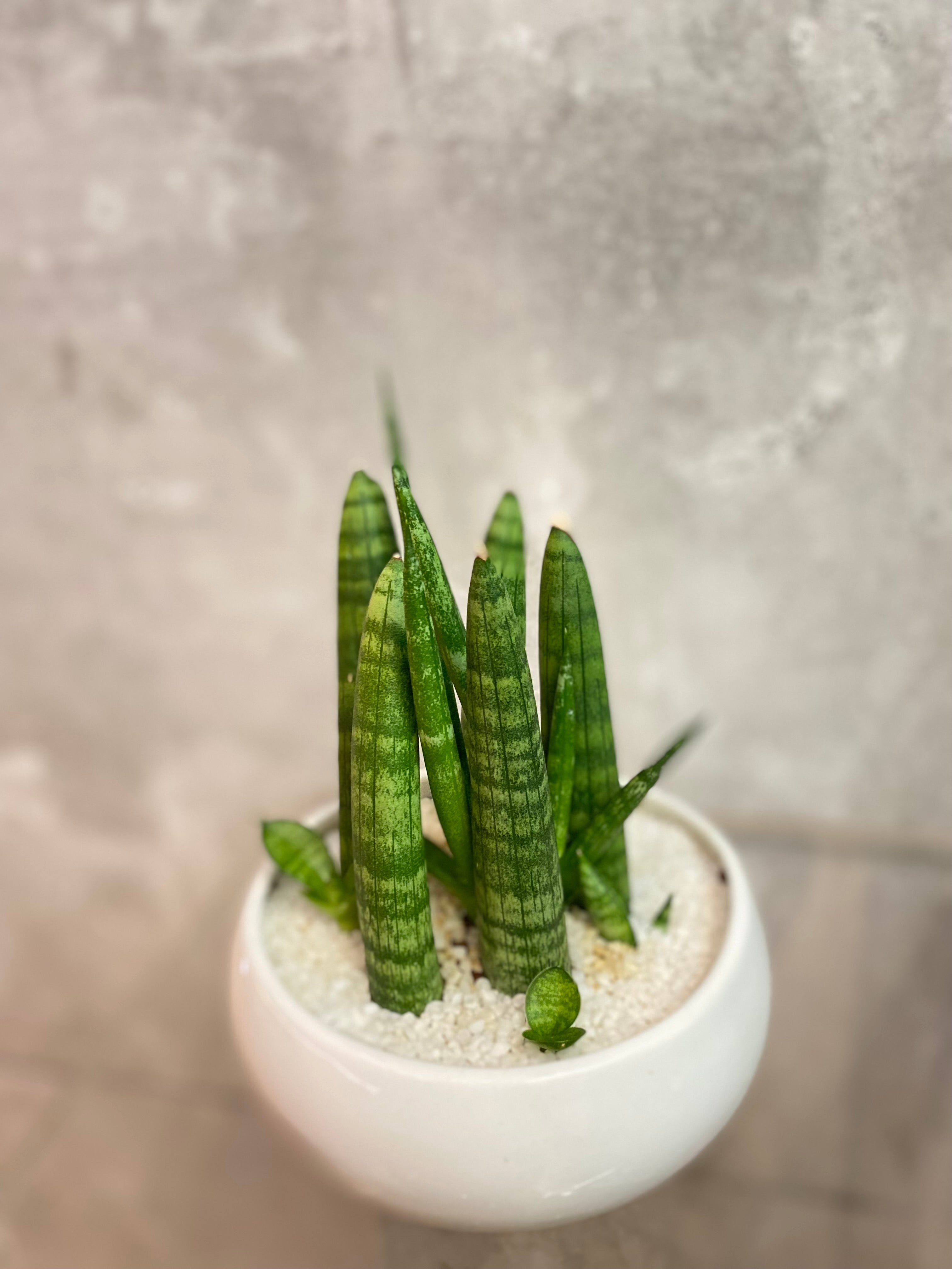 image_a743dcae-84c1-4fae-85b8-a48759366b38